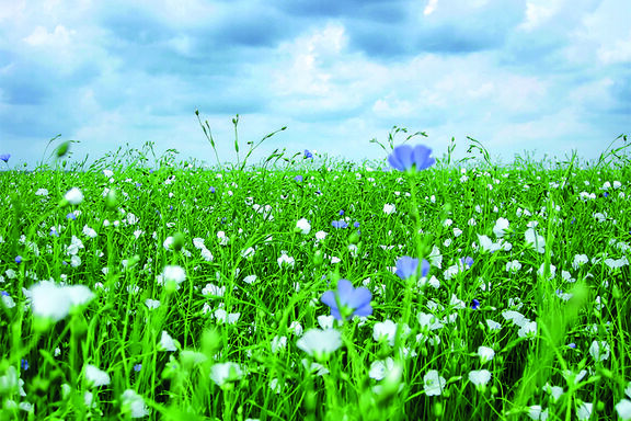 L’isolant biosourcé est issu de matières naturelles et renouvelables.