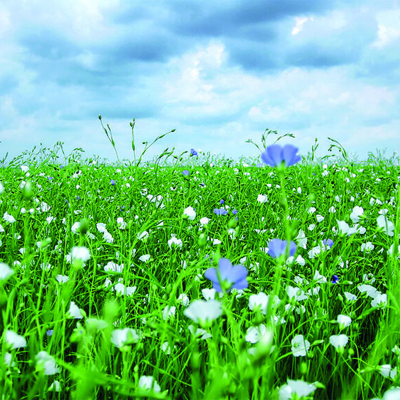 isolant biosourcé : quels sont les avantages ? Pourquoi c’est un matériau idéal pour la rénovation intérieure ?